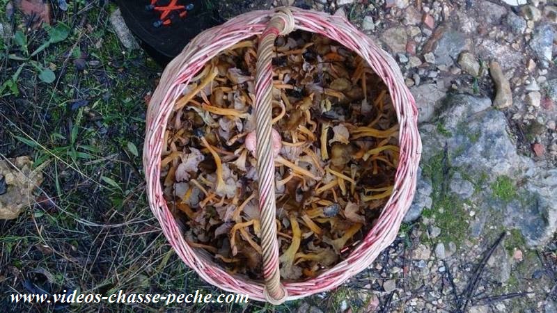 chanterelle